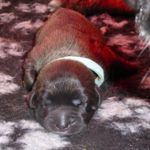 Hellblaues Halsband, Aragon Vigos (1 Woche alt)